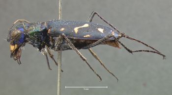 Media type: image;   Entomology 14 Aspect: habitus lateral view
